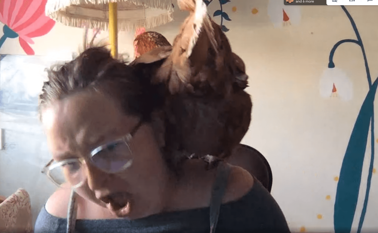 Justine with a chicken on her shoulder, she looks shocked, the chicken is showing us her feathery bum